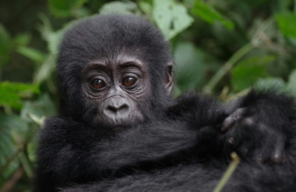 Baby mountain gorilla clinging to its mother in the wild jungle
