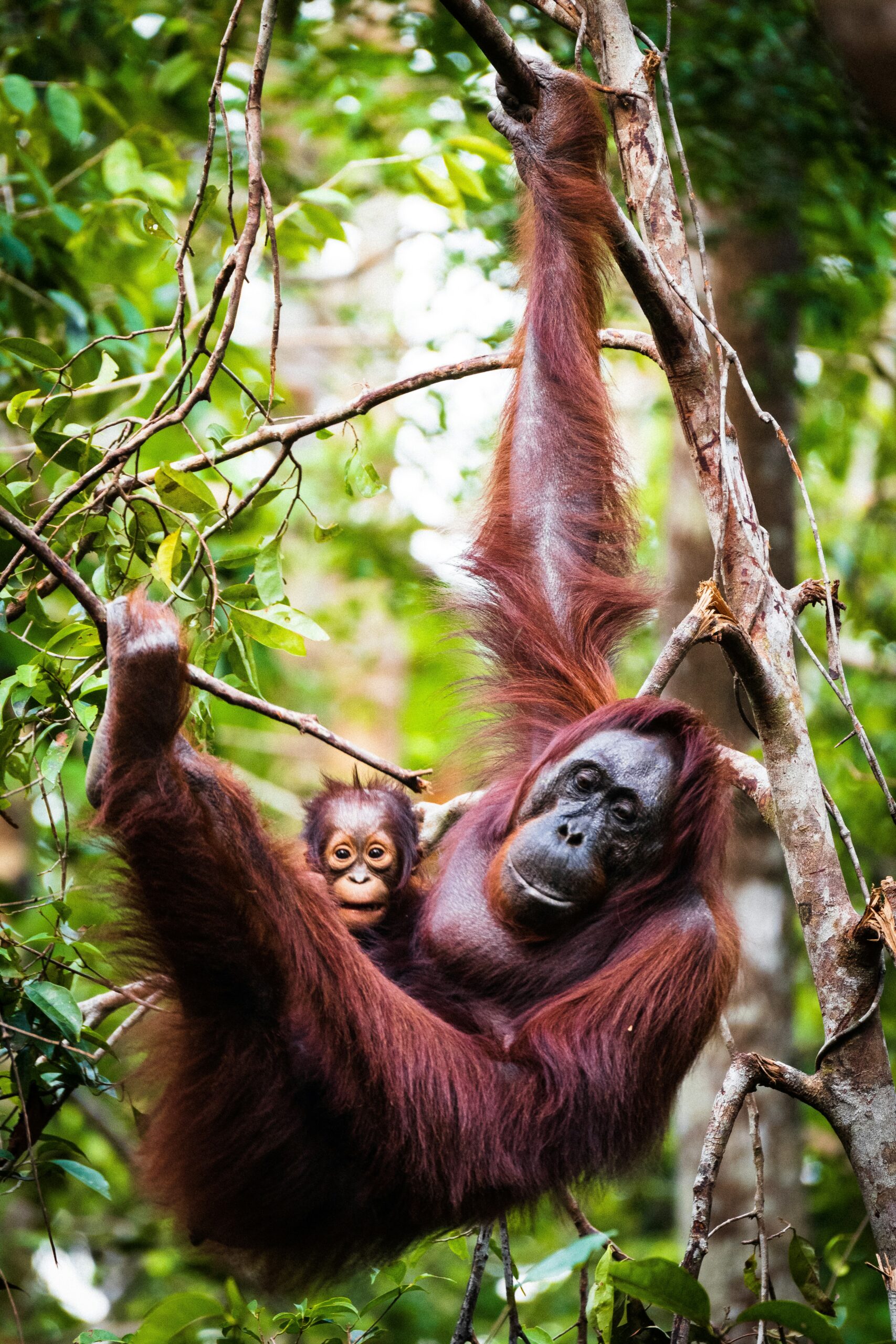 Baby orangutan with mom in the wild. 